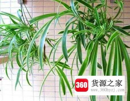 怎样去除装修后的味道