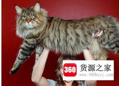 缅因猫怎么样？