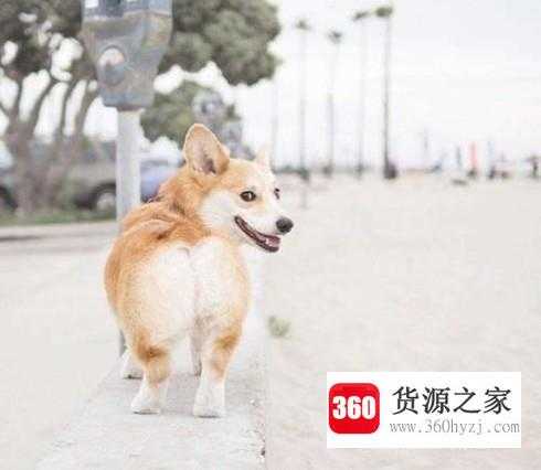 柯基犬有哪些优缺点？
