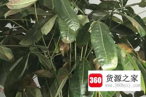 羊驼吃哪些食物