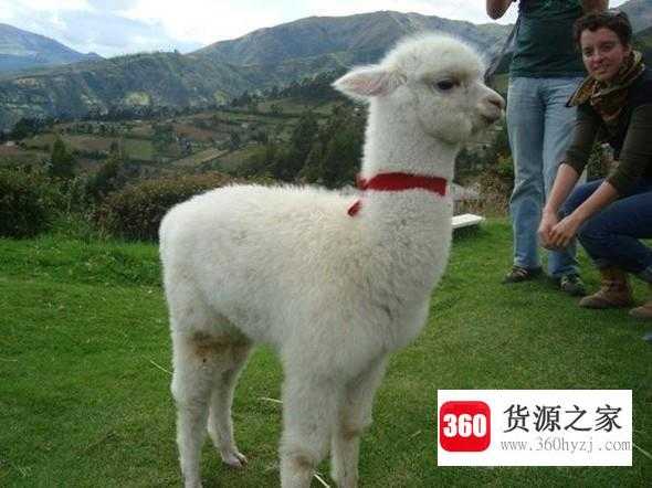 羊驼有哪些外形特征呢？