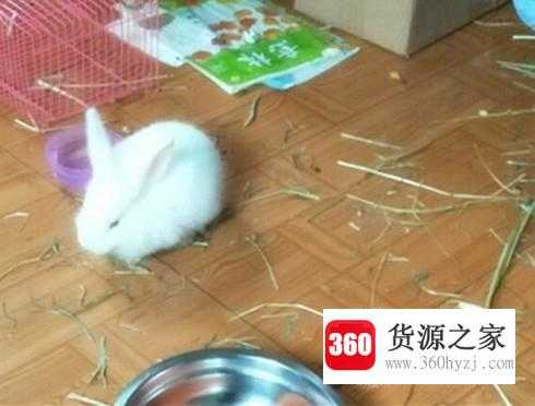 浣熊吃哪些食物