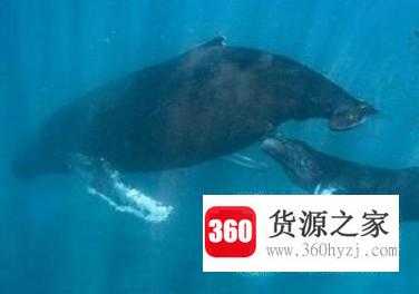 座头鲸有哪些独特的生活习性？