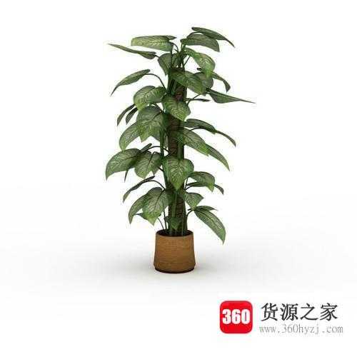 1米5以上室内、办公室绿化、大型植物、盆栽、树