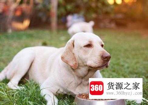 十个月前的拉布拉多犬饲养攻略