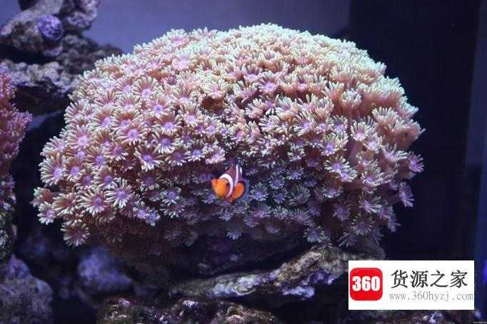 不会游泳可以浮潜吗