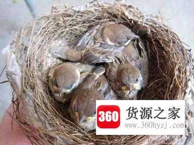 最有效的捕捉麻雀方法