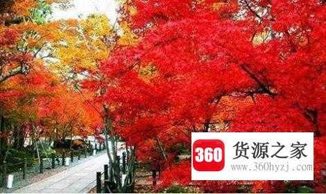 香山红叶节什么时候红及必须要知道的细节
