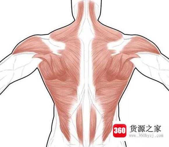 竖脊肌怎么拉伸