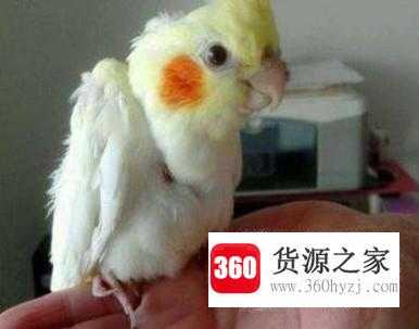 宝宝适合养什么样的宠物？