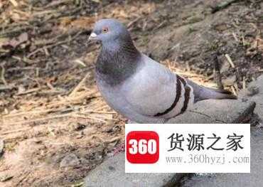 4种有效的催乳食物