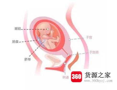 怀孕六个月胎儿图