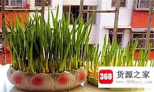怎么用大蒜发蒜苗