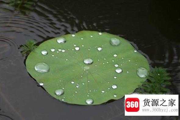 哪些花卉可以美容养颜？