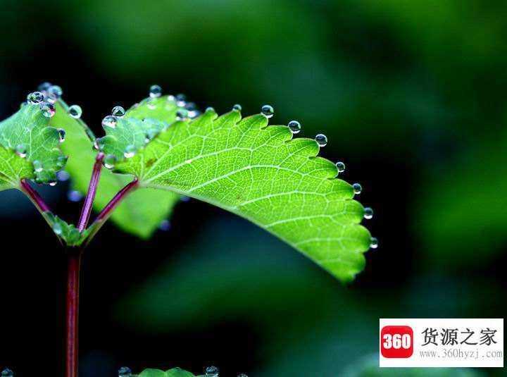 为什么早晨有露水一般是晴天