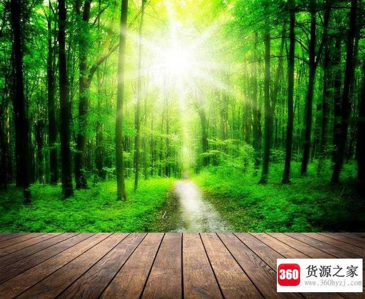 为什么清晨不能在树林中深呼吸