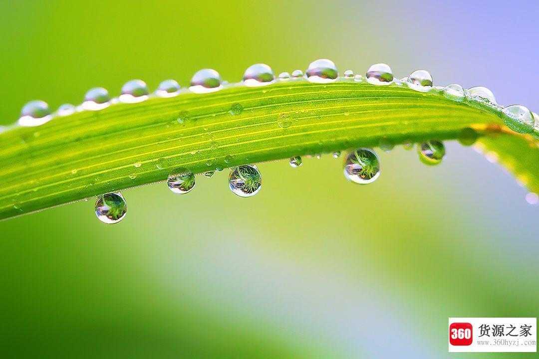 水珠为何可以水上漂