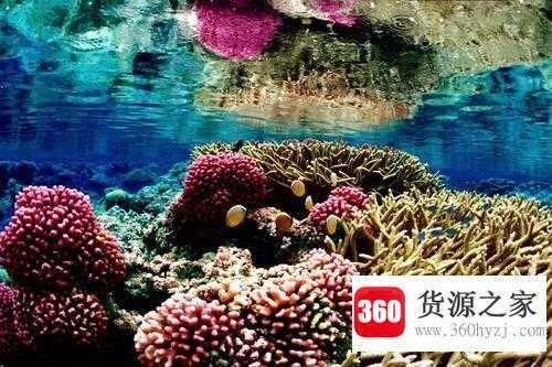 珊瑚虫为什么生长在温暖的浅水区