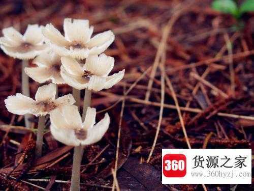 为什么蘑菇生长不需要阳光