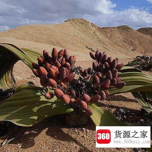 千岁兰为什么叫沙漠之葱