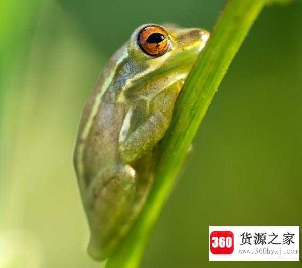 为什么两栖动物的皮肤总是湿漉漉的
