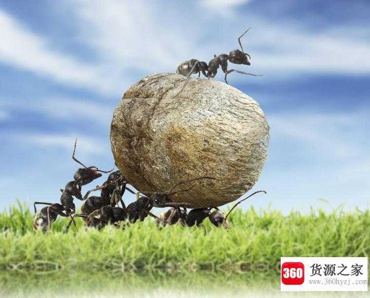 为什么昆虫能拖动比它大几倍的物体