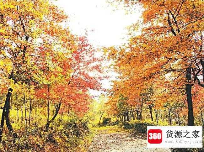 秋天树叶为什么会变黄