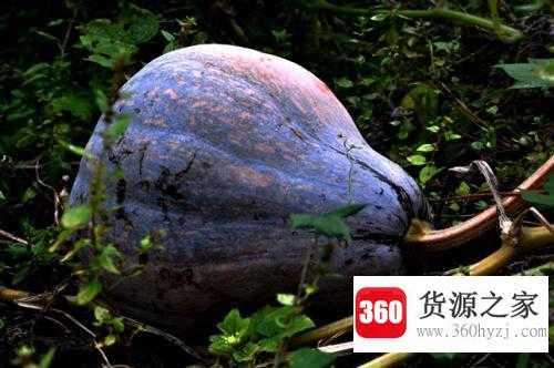 瓜熟蒂落下一句是什么