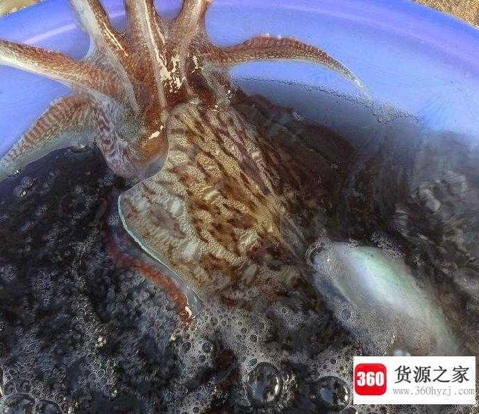 为什么乌贼会喷墨汁
