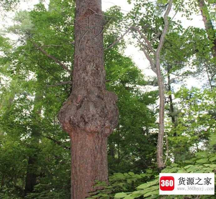 植物为什么会长肿瘤