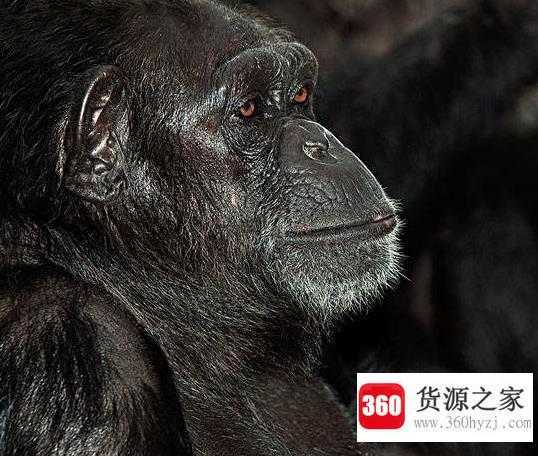 为什么类人猿不可能变成人类