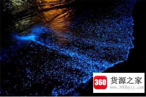 喷火鱼真的喷的是火吗