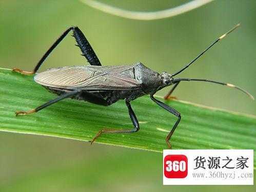 为什么臭虫能耐饥寒