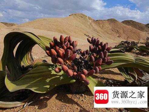 为什么百岁兰的叶片长命百岁