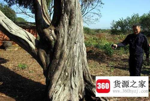 树干被冻裂的树为什么还能活