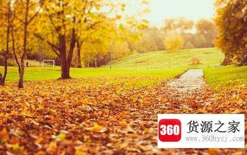 秋天叶子为什么会掉呢