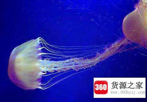 为什么海蛰会螫人