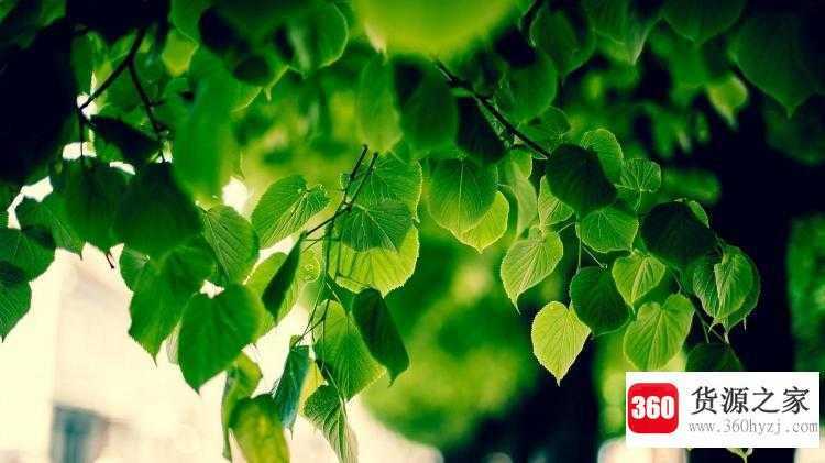 为什么叶子的形状千差万别