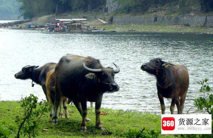夏天水牛为什么喜欢浸在水里