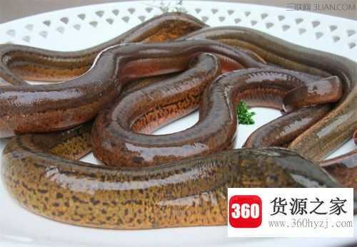 为什么雌黄鳝会变成雄黄鳝