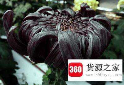 为什么自然界中很少有黑色的花朵