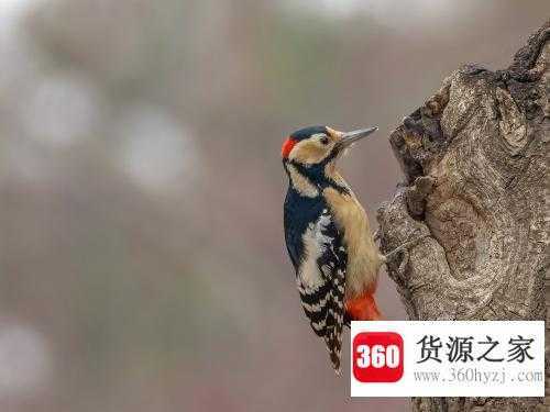 啄木鸟为什么要啄树木
