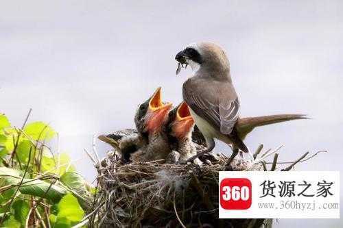 育雏时亲鸟怎样决定该先喂哪只幼鸟