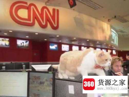 cnn是什么