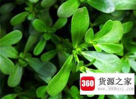 痘痘一夜就消失的神奇秘方？