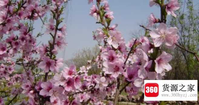 举世无双是什么意思
