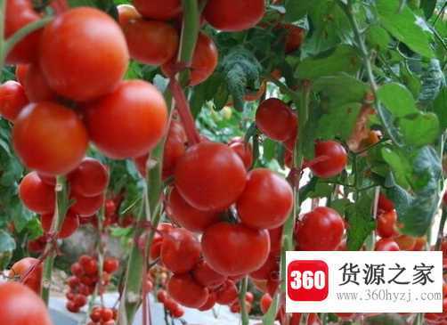 tomato是什么意思