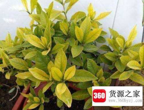 栀子花叶子发黄是什么原因