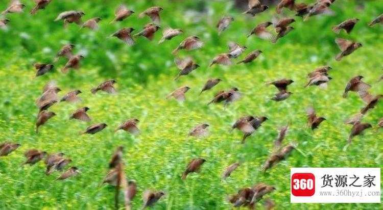 草长莺飞什么意思
