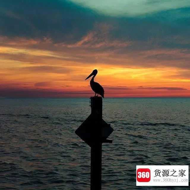 不卑不亢是什么意思
